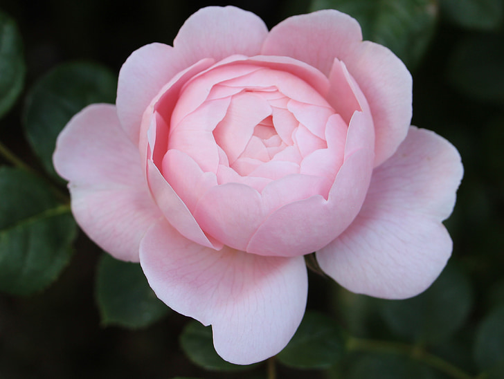 naik, Pink rose, rose ganda, Double pink rose, merah muda, bunga, alam
