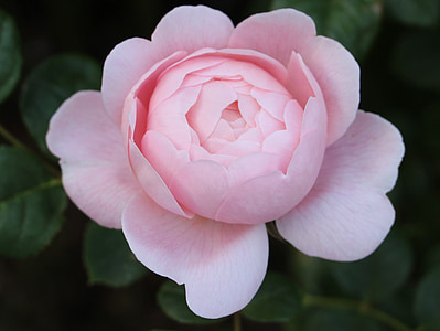 τριαντάφυλλο, ροζ τριαντάφυλλο, διπλή ροζ, διπλό ροζ τριαντάφυλλο, ροζ, λουλούδι, φύση