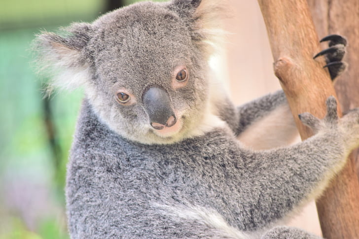 Koala, priroda, biljni i životinjski svijet, sisavac, slatka, Australija, eukaliptus