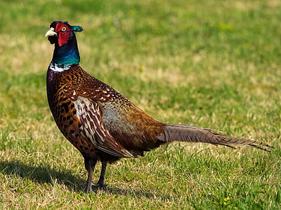 pheasant, bird, plumage, species, colorful, feather, males