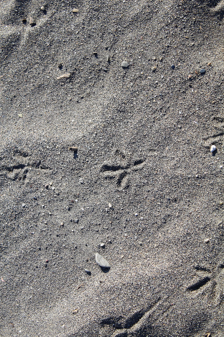 zand, sporen, strand, dierlijke track