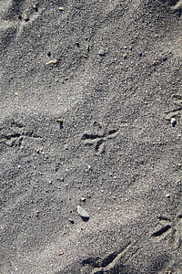 пясък, следи, плаж, животински песен