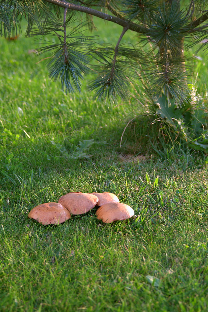 mushrooms, meadow, polyana, nature, the collection of, autumn, forest