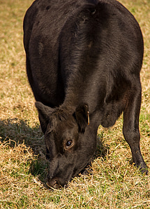 cow, calf, cattle, stock, black, young, eating