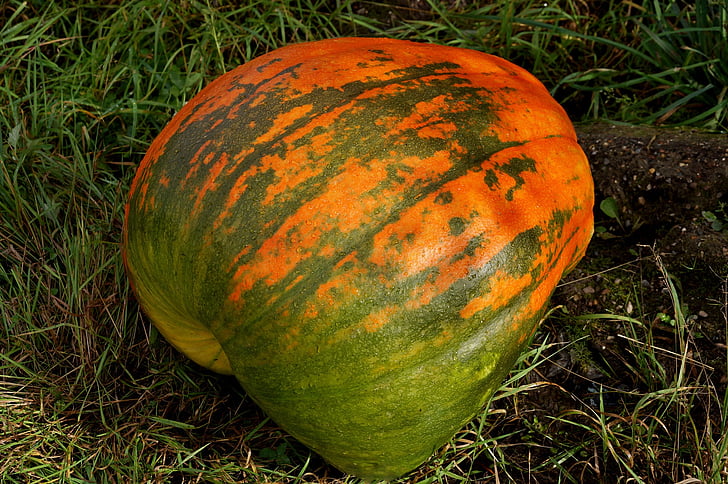 mat, pumpa, grönsaker, hösten, skörd, Halloween, orange färg