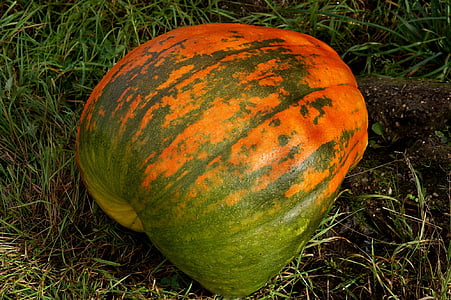 питание, Тыква, овощи, Осень, урожай, Хэллоуин, оранжевый цвет