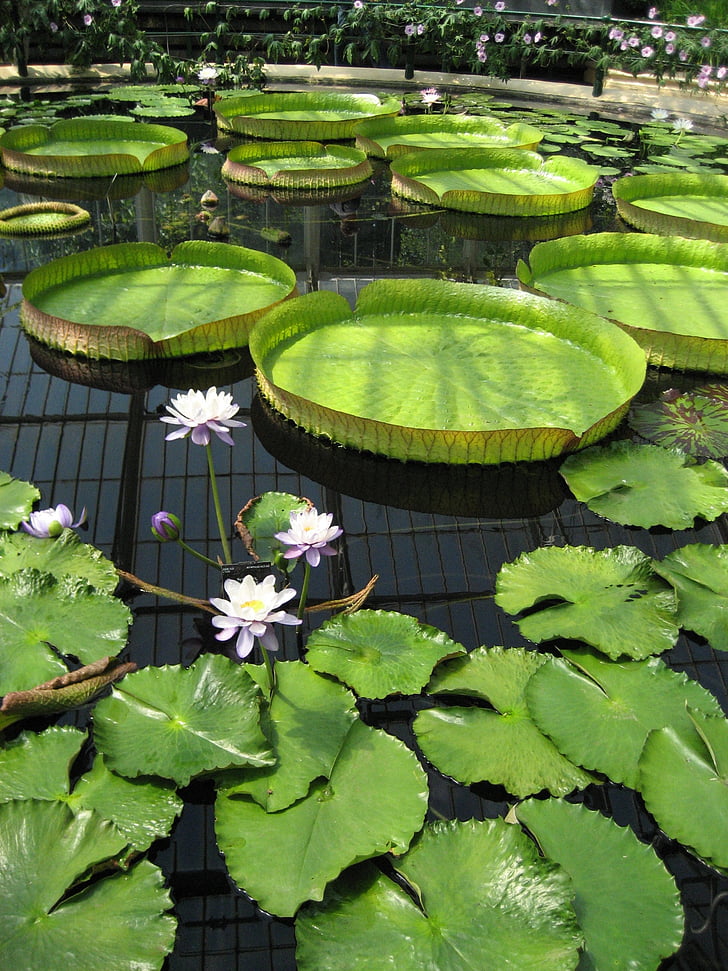 Dam, Lily pad, Kew gardens, botaniske, Botanisk, blomst, grøn