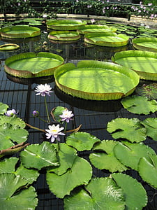 pond, lily pad, kew gardens, botanic, botanical, flower, green