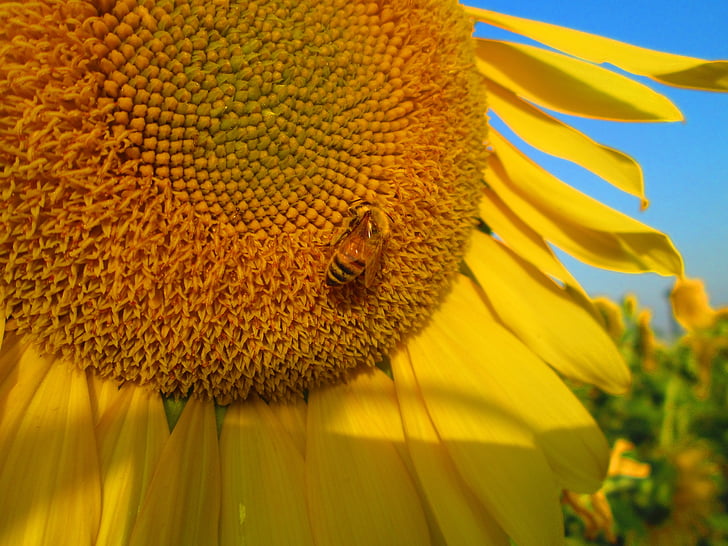 girassol, amarelo, planta, flor, flores, Quentin Costa, abelha