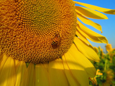 sunflower, yellow, plant, flower, flowers, quentin chong, bee
