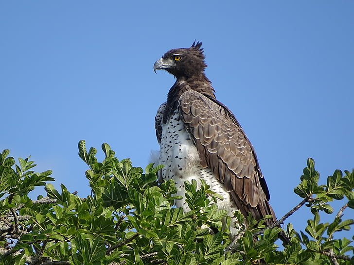 martial eagle, Adler, rovfugl, fuglen, Sør-Afrika