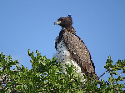 Aquila marziale, Adler, uccello della preda, uccello, Sud Africa
