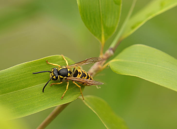 wasp, insect, macro, close, nature, bamboo, leaf