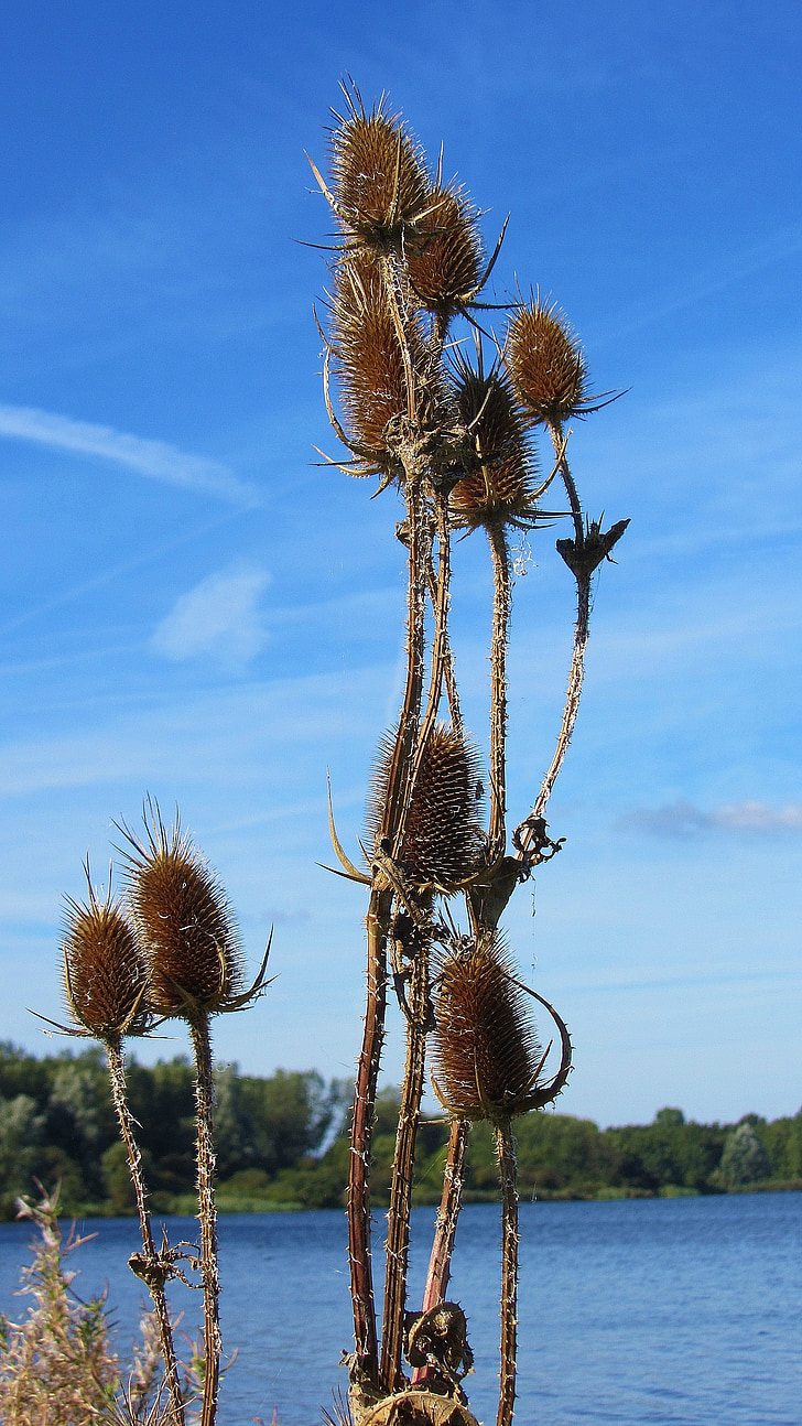 reed, blue sky, water, plants, of course, nature, plant