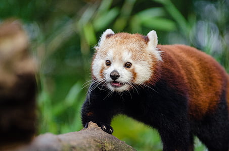 állat, cuki, makró, a szabadban, Vörös panda, vadon élő állatok, Panda - állat