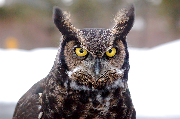 Great horned owl, vogel, uil, Noord, Alaska, ghow, grote
