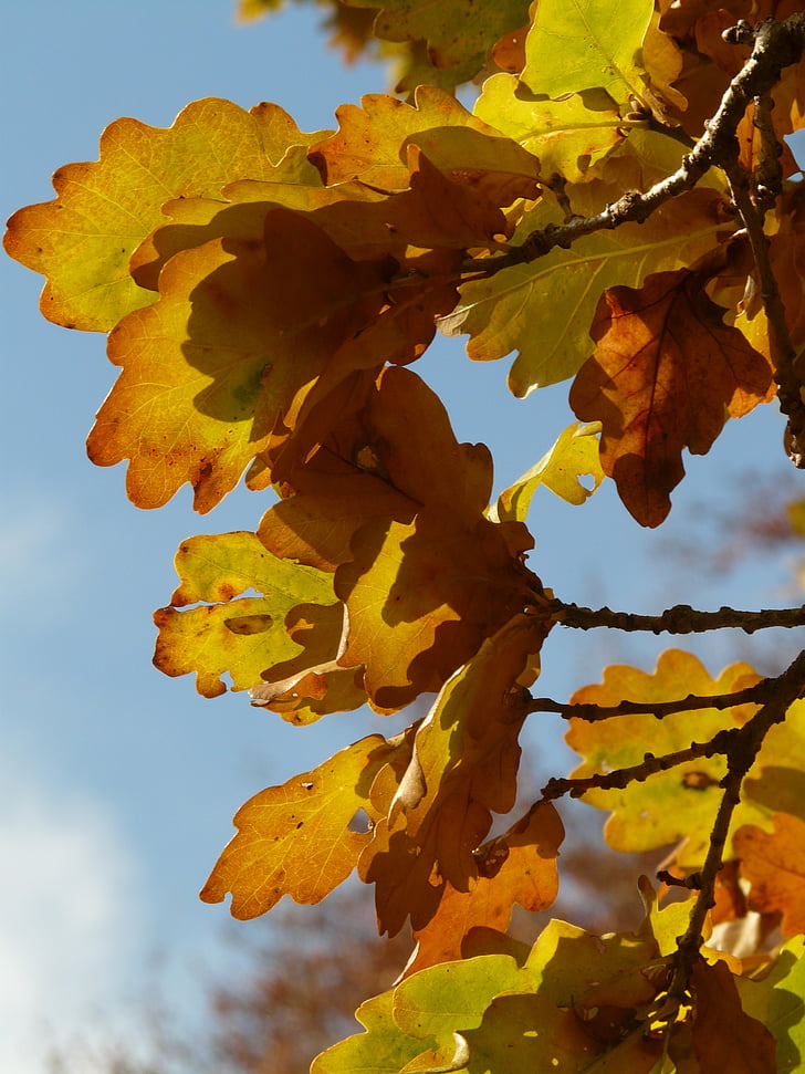 ozola lapas, ozols, Quercus, nekustīgais ozols, Quercus petraea, ziemā ozols, zelta rudens