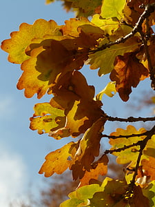 Ąžuolo lapai, Ąžuolas, Quercus, bekočio ąžuolo, Bekotis ąžuolas, žiemos ąžuolas, Auksinis ruduo