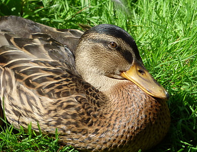 duck, mallard, bill, plumage, water bird, animal, nature