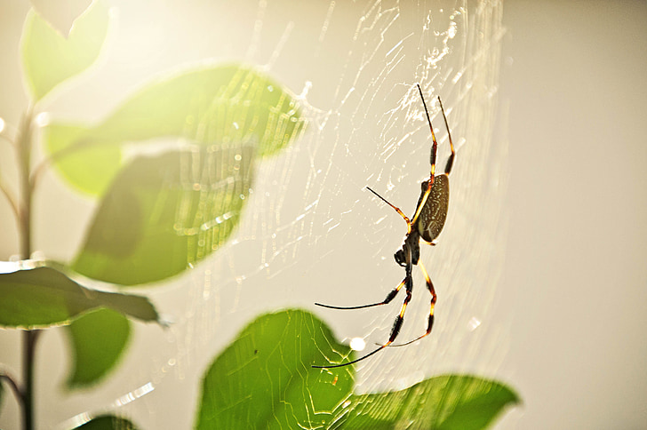 Spinne, Insekt, Natur, Tierwelt, Arachnid, gruselig, Arachnophobia