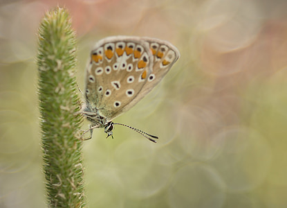 Общата син, пеперуда, общ bläuling, пеперуди, синьо, бял равнец е синьо, lycaenidae