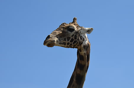 girafe, animal, Zoo, faune, nature, sauvage