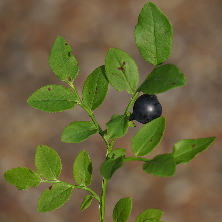 Blueberry, Vaccinium myrtillus, gałązka, Fiński dzikich jagód