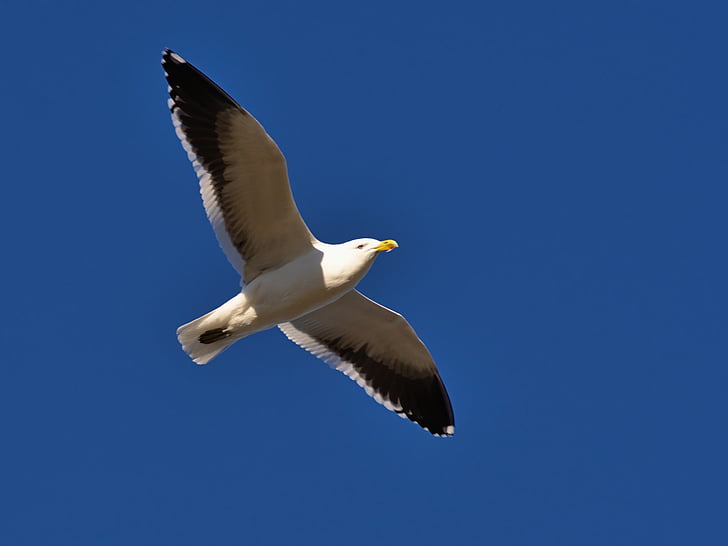 seagull, flying, daytime, blue, sky, bird, animal
