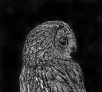 Owl, màu đen, trắng, con chim, Thiên nhiên, nghệ thuật, nền tảng