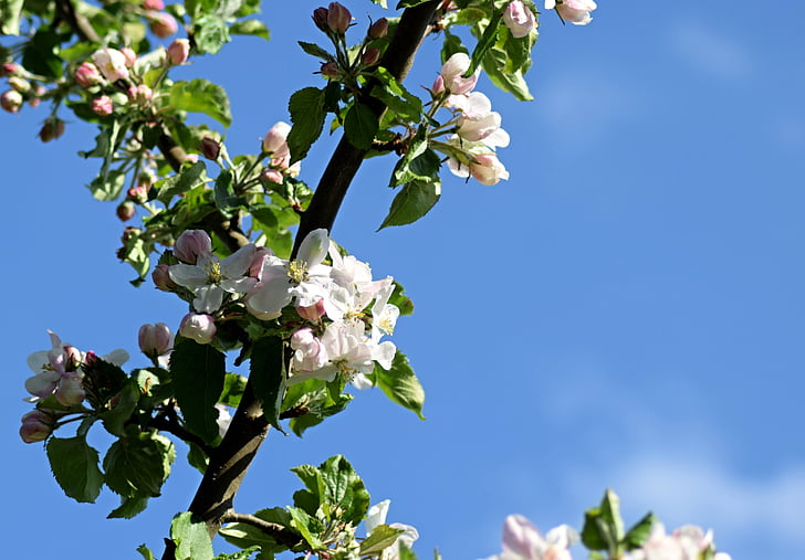 リンゴの花, 5 月, 春, ブルーム, 果樹園