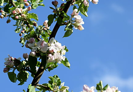 apple blossom, may, spring, bloom, orchard