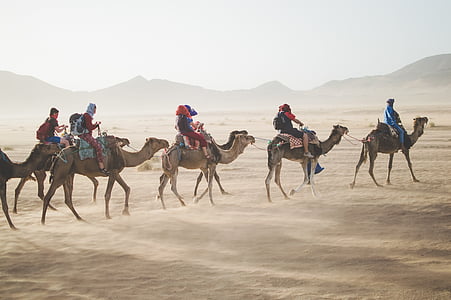 animals, camels, desert, mountains, people, sand, tourists