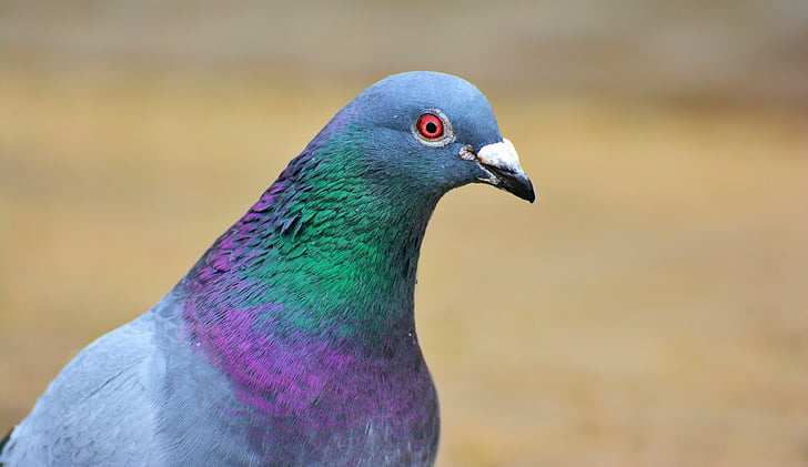 dove, bird, plumage, birds, city pigeon, street deaf, doves and pigeons