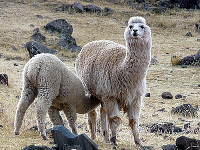 Lamos, Alpaka, Peru, motina, gyvūnų
