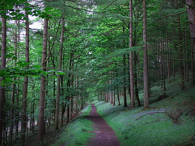 Les, dobrodružství, Quest, Příroda, cestování, pěší turistika, krajina