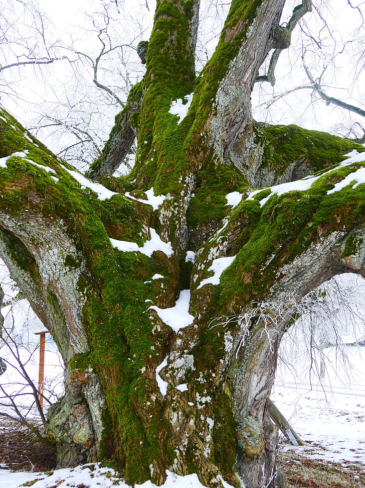 log, natural monument, thicker stem, powerful, large, tree bark, winter