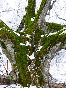 registro, monumento natural, tallo más grueso, de gran alcance, grandes, corteza de árbol, invierno