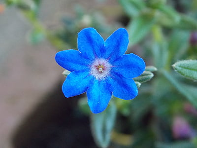 flor, blau, primavera, tancar, natura, planta, pètal