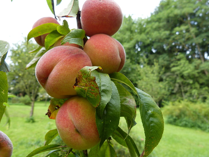 Peaches, arbre, fruits, fruits, fruit à noyau, Prunus persica, Prunus