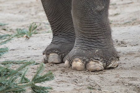 elefante, pies, desgarro, uñas de gel: