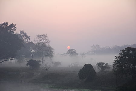 Napkelte, ködös, vidéken, reggel, természet, nap, erdő