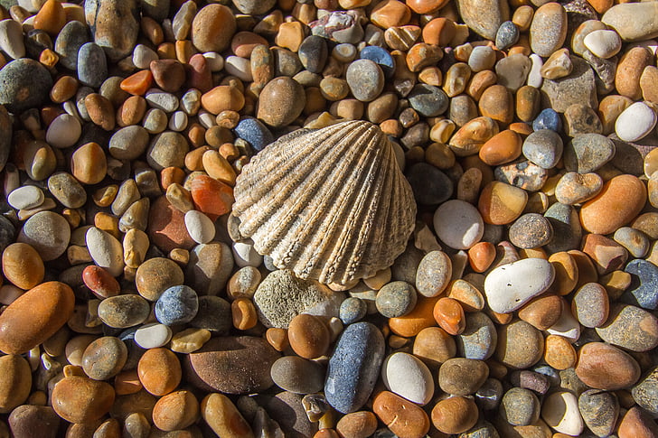 Shell, hav, rhinestones
