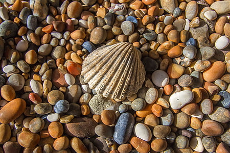 Shell, Ocean, rhinestones