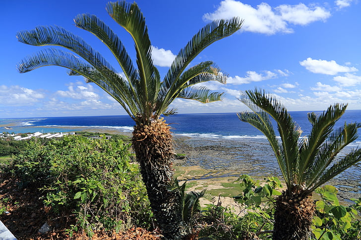 Okinawa, mavi deniz, yalancı Sagu palmiyesi, gökyüzü temizleyin, Yaz, doğal, mavi