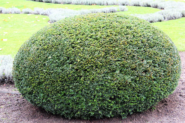 Bush, oval, grøn, æg formet, munter, natur, græs