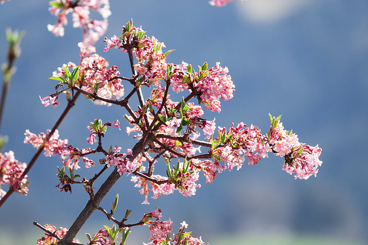 kolkwitzia, flowers, pink, spring, bush, nature, amabilis