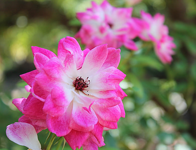 Botanická zahrada, růžové květy, barevné, Flora, Bloom, okvětní lístek, léto