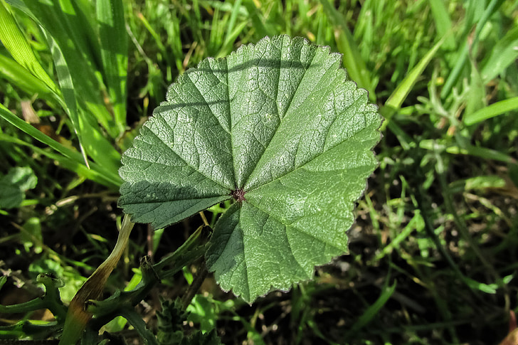 malví, Malva, fulla, natura, planta, Altea (gènere), herba