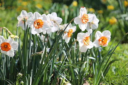 bloem, Blossom, Bloom, Narcissus, Oranje, plant, sluiten