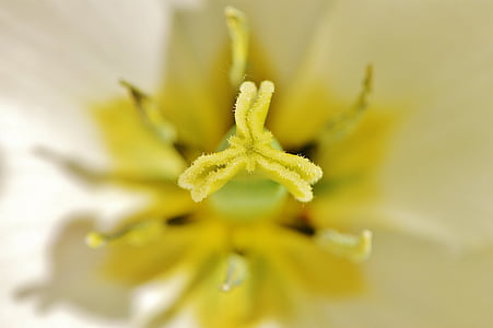 tulip, close, white, yellow, farbenpracht, flower, spring